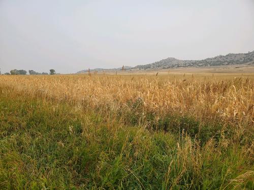 Cover crops in Sweet Grass County, MT. A field of light brown crops are pictured. 